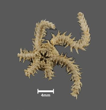 Media type: image;   Invertebrate Zoology OPH-1189 Description: Bottom of brittle star with mouth visible.;  Aspect: ventral